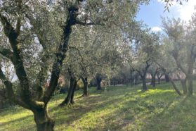 Nasce il “giardino di comunità” con l’“Orto degli Ulivi” per attività pastorali  e di socializzazione nella parrocchia di Santa Maria Assunta in Casaglia