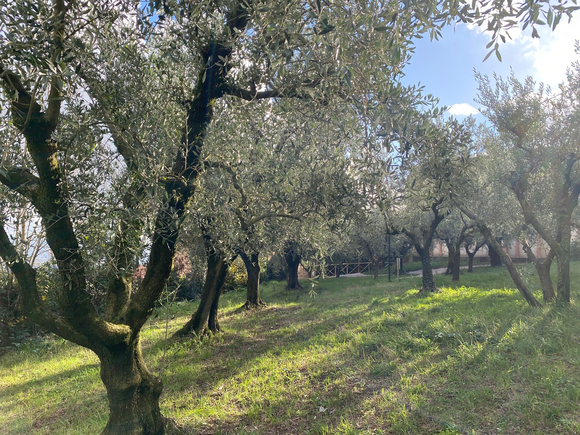 Nasce il “giardino di comunità” con l’“Orto degli Ulivi” per attività pastorali e di socializzazione nella parrocchia di Santa Maria Assunta in Casaglia